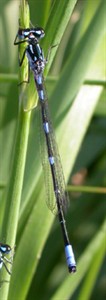 Male Variable Damsel 1 © John Muddeman